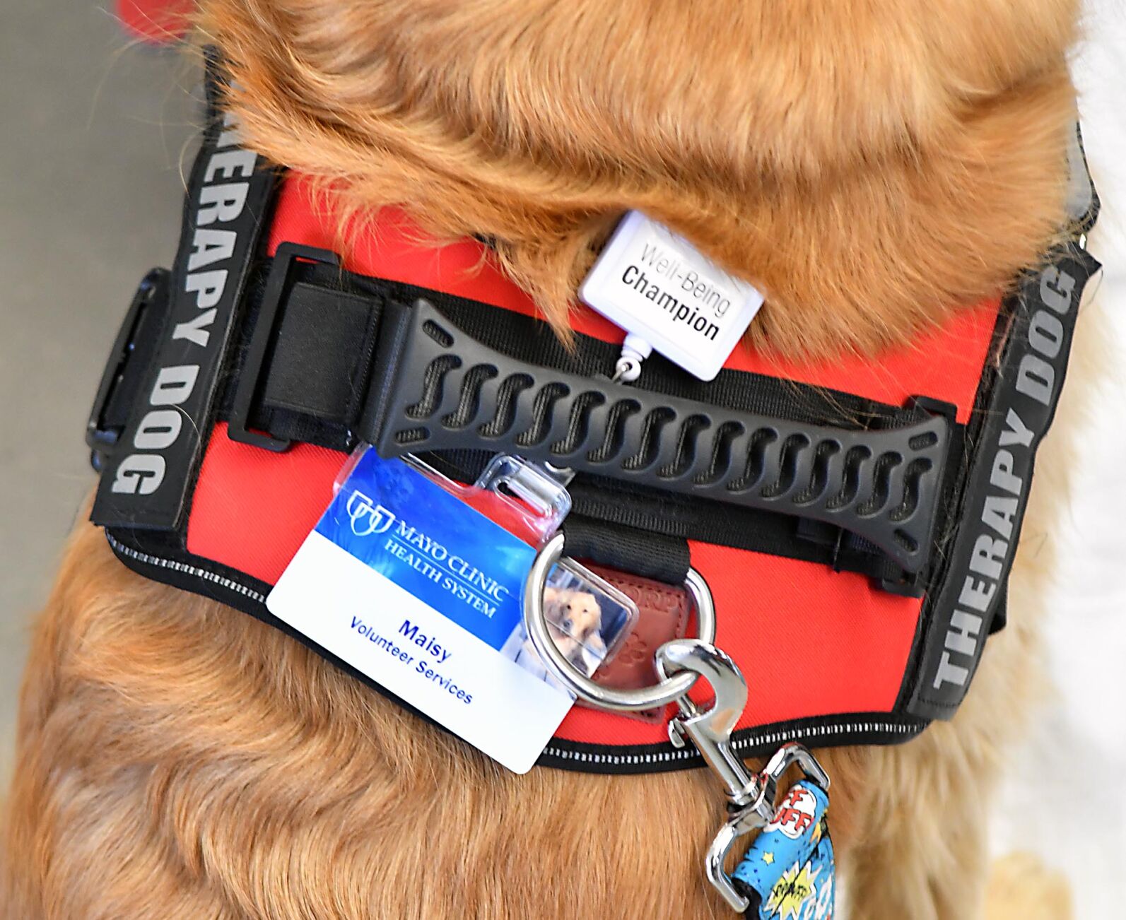 Hospital therapy dog 8
